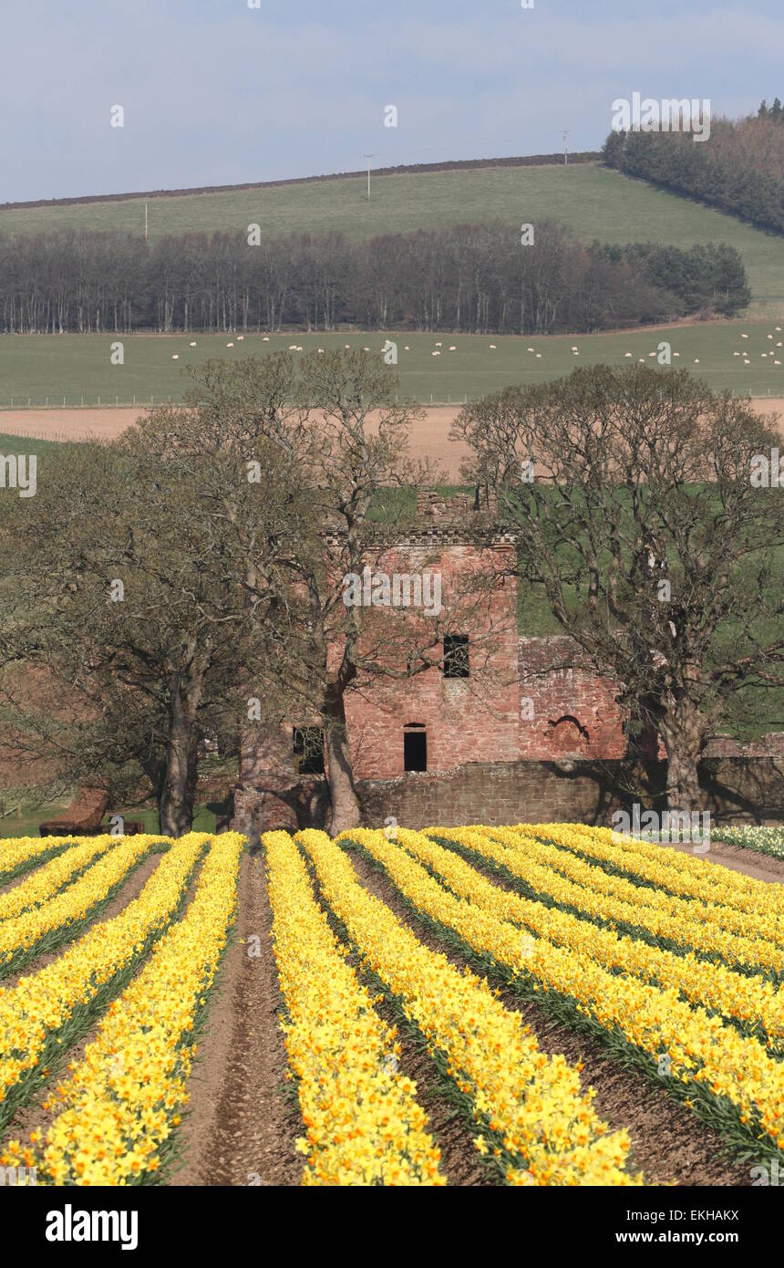 Edzell scotland hires stock photography and images Alamy