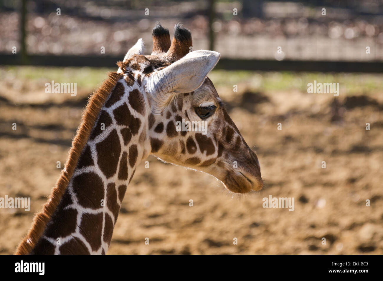 A Giraffe at ZSL Whipsnade zoo Giraffa camelopardalis Stock Photo