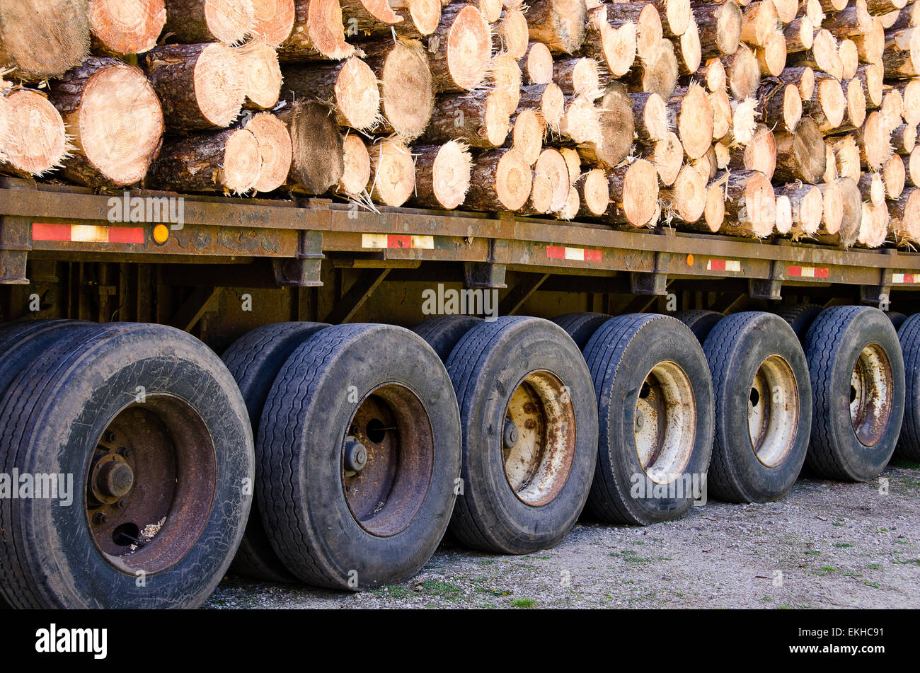 Truck hauling fresh cut pine trees. Stock Photo