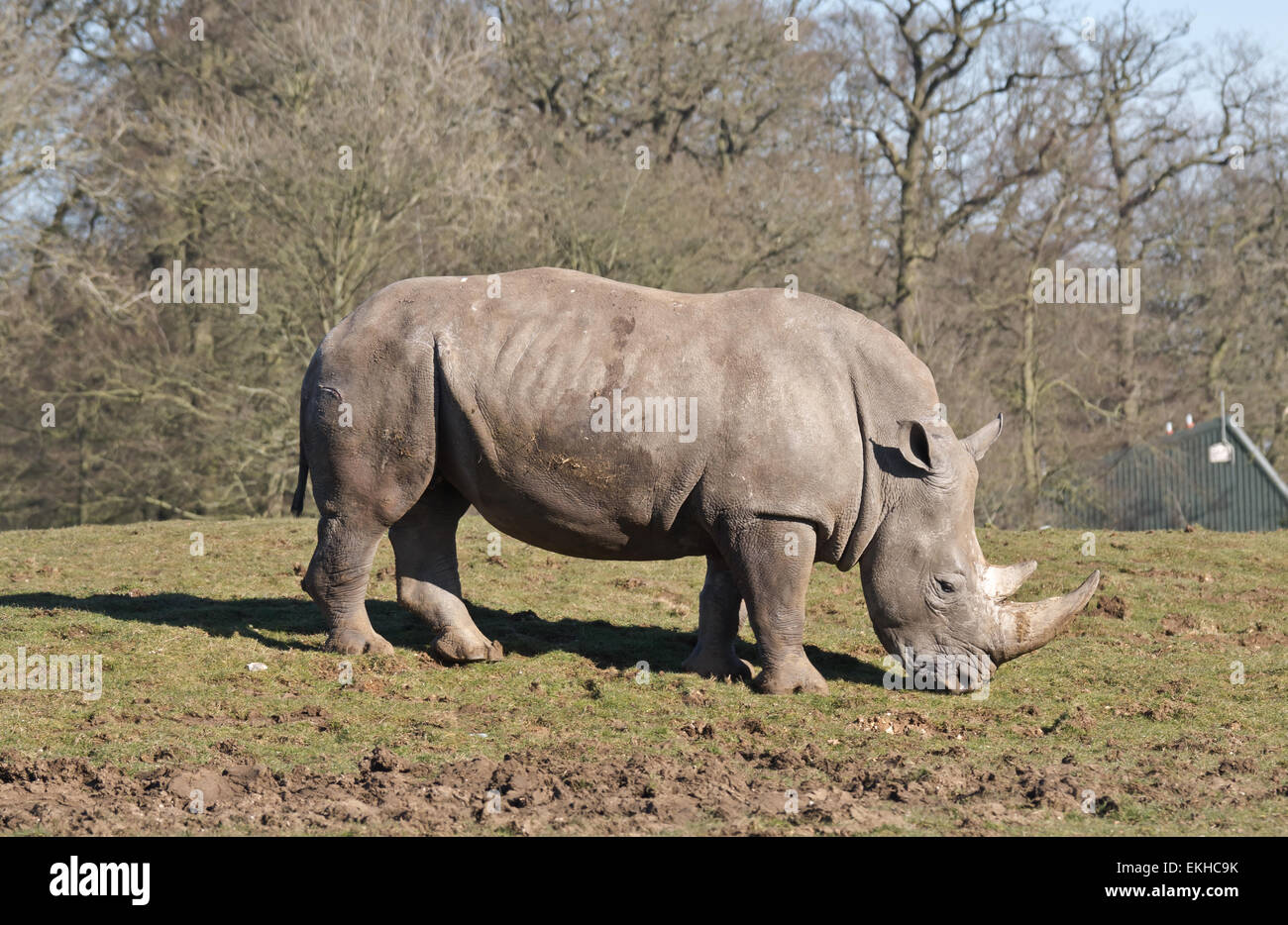 White rhino ZSL Whipsnade zoo Rhinoceros Stock Photo