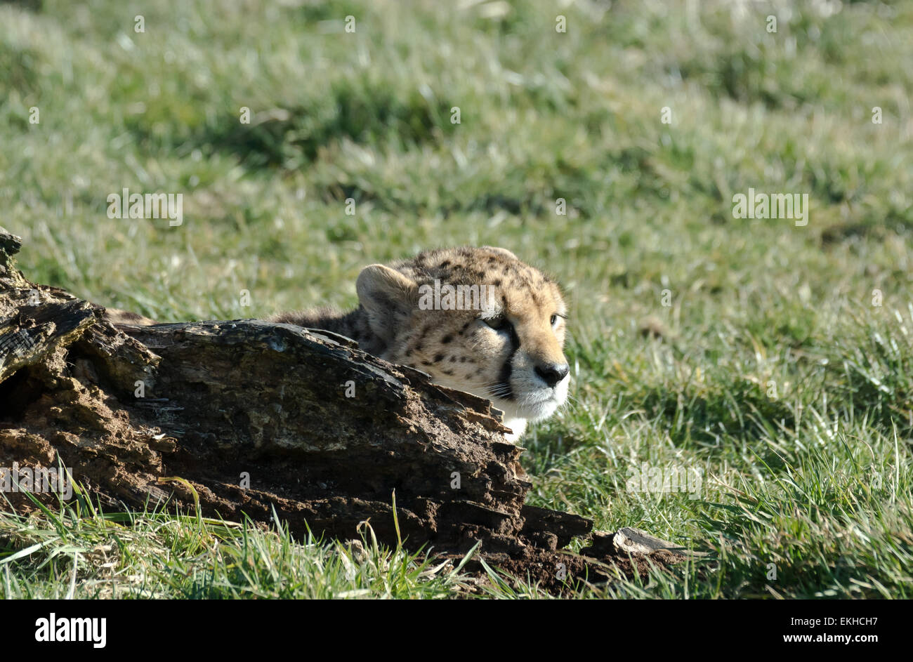 A Cheetah laying next to a log at ZSL Whipsnade zoo Stock Photo