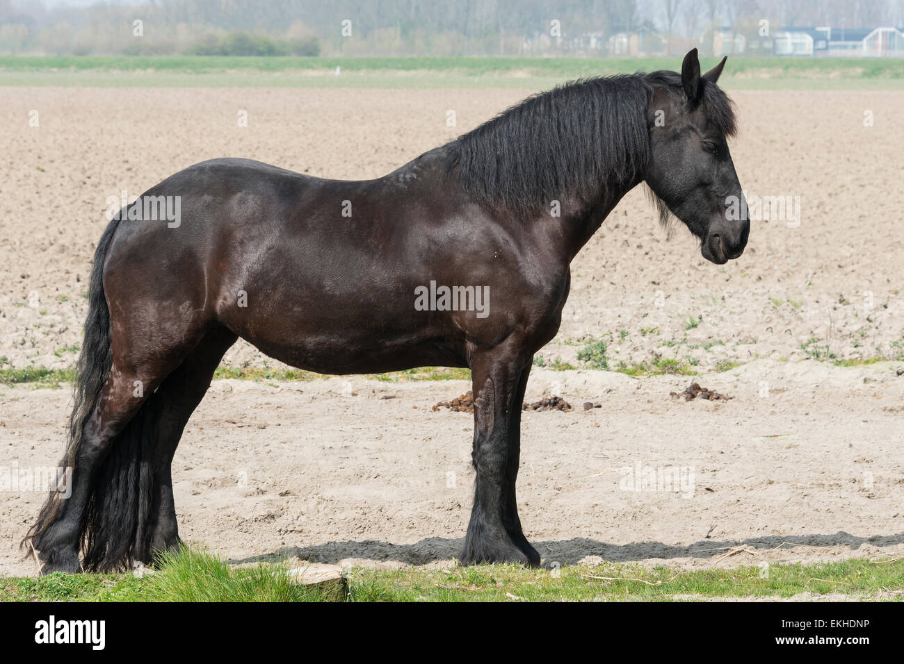 big brown horse standing in the field siteview Stock Photo