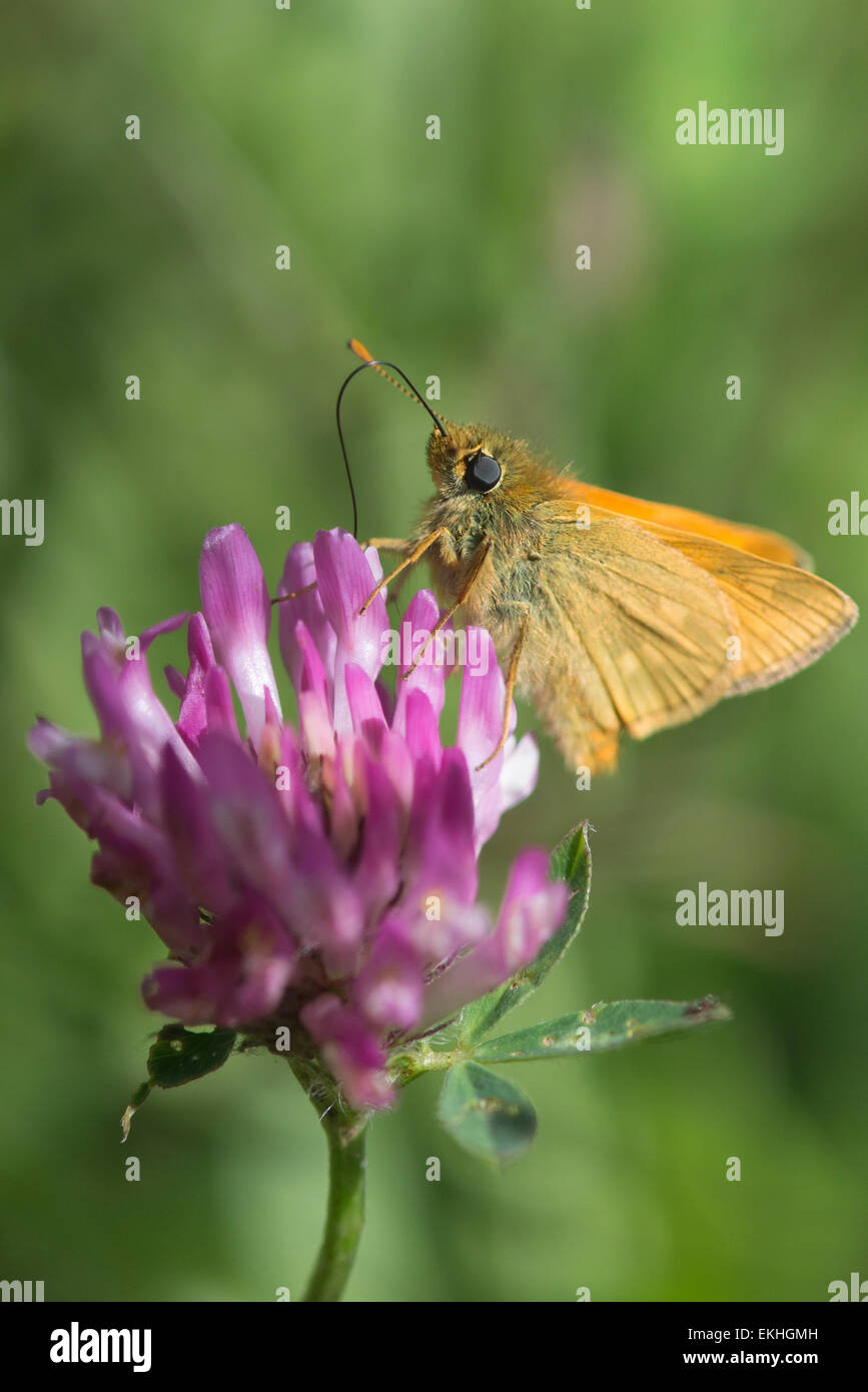 A small Skipper butterfly feeding from a red clover in a sunny meadow in Cumbria, England Stock Photo
