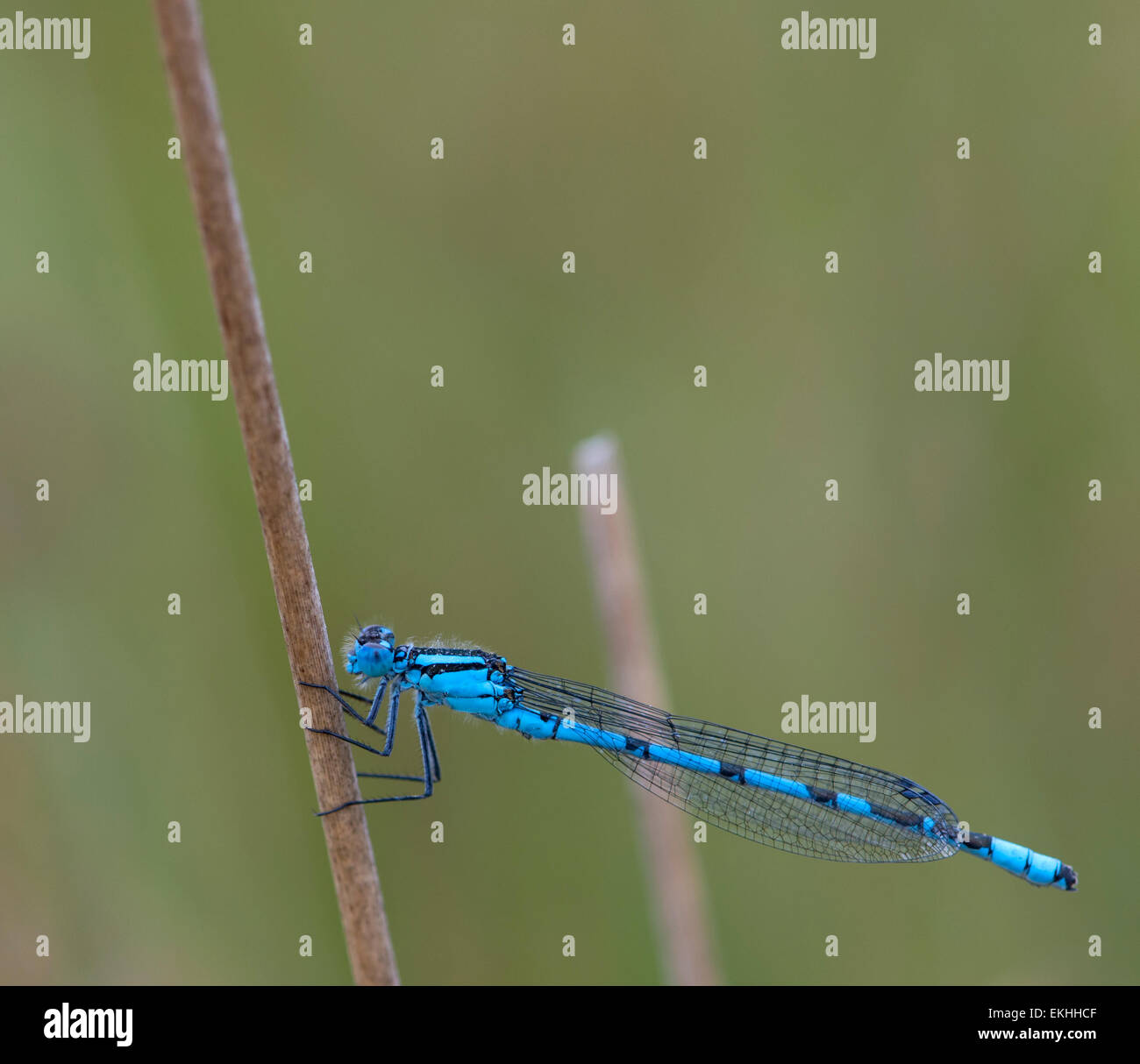 A blue Damselfly clinging to a grass stalk in a meadow, in Cumbria, England. The insect is shot in a profile position. Stock Photo