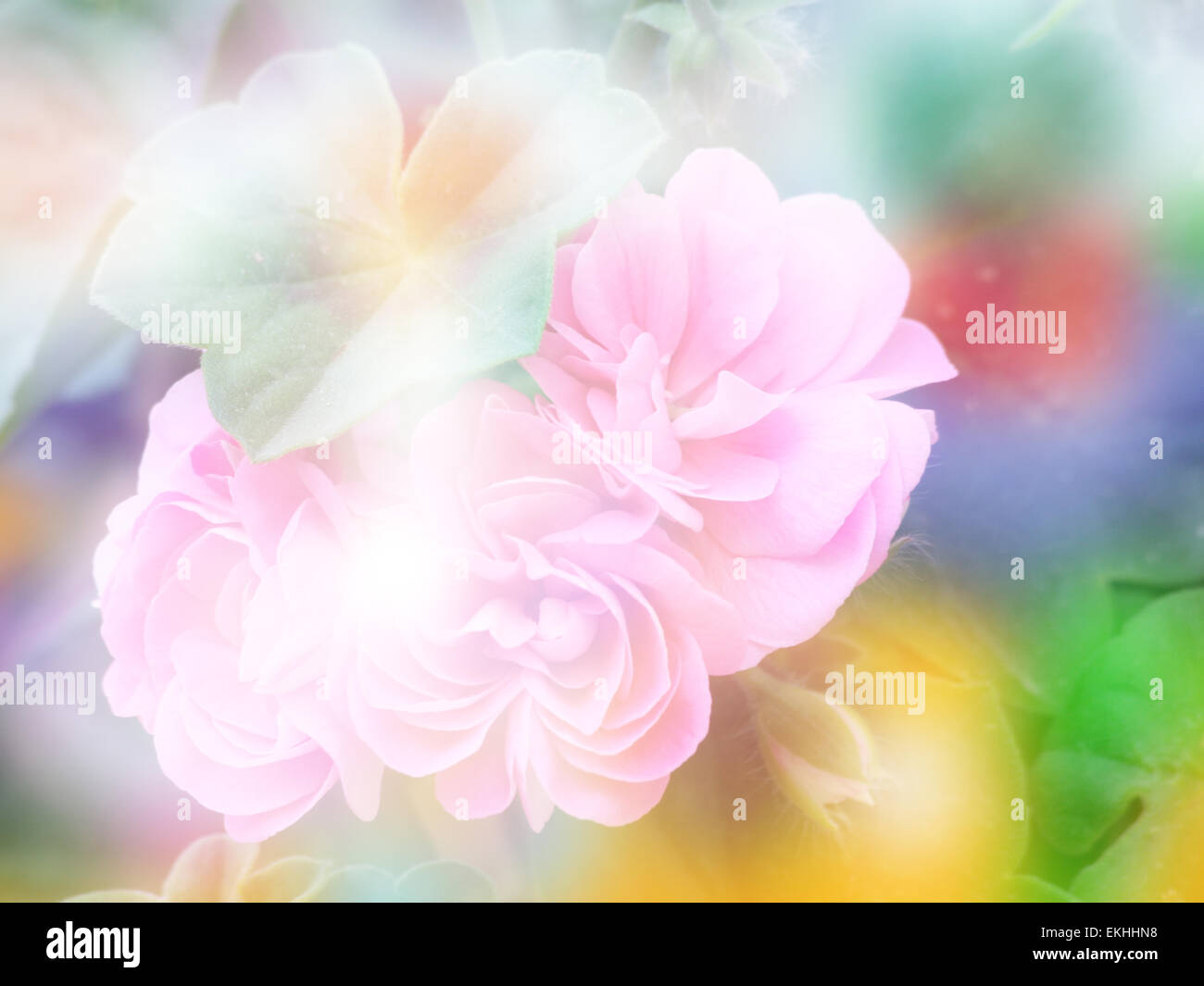 Double Exposure Geranium Flower With Bokeh Background Stock Photo