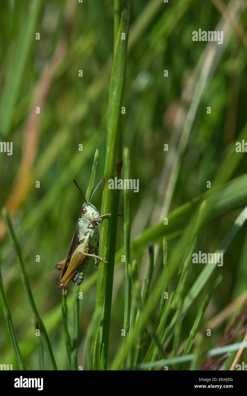 A green grasshopper clinging to a grass stalk in a sunny meadow in Cumbria, England. Stock Photo
