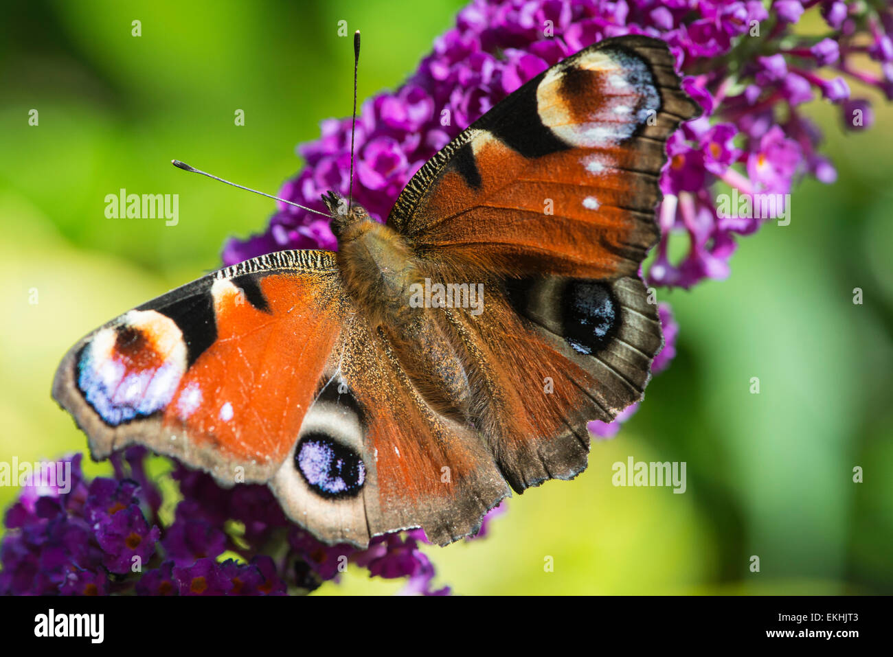 A beautiful Peacock butterfly on a purple buddleia flower in a sunny  garden in Cumbria, England Stock Photo