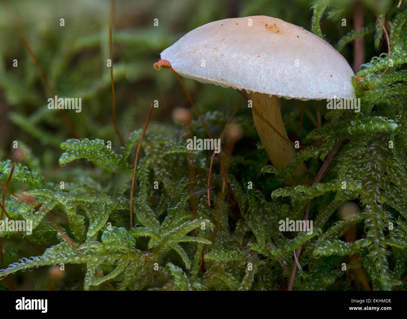 A lone mushroom standing proud in moss on the forest floor in Cumbria, England Stock Photo