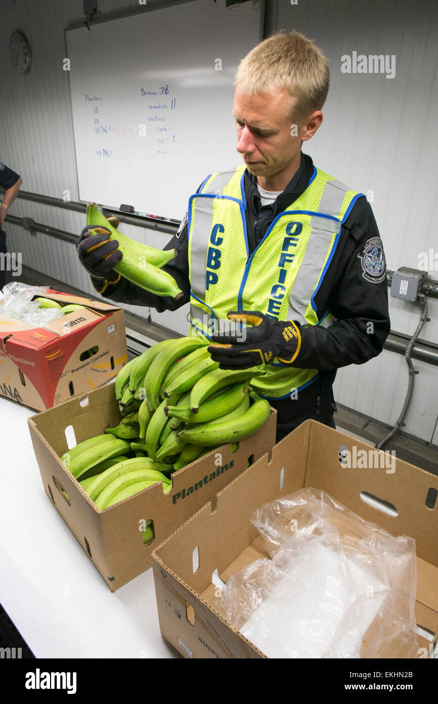 U.S. Customs and Border Protection Agriculture Specialists inspect ...