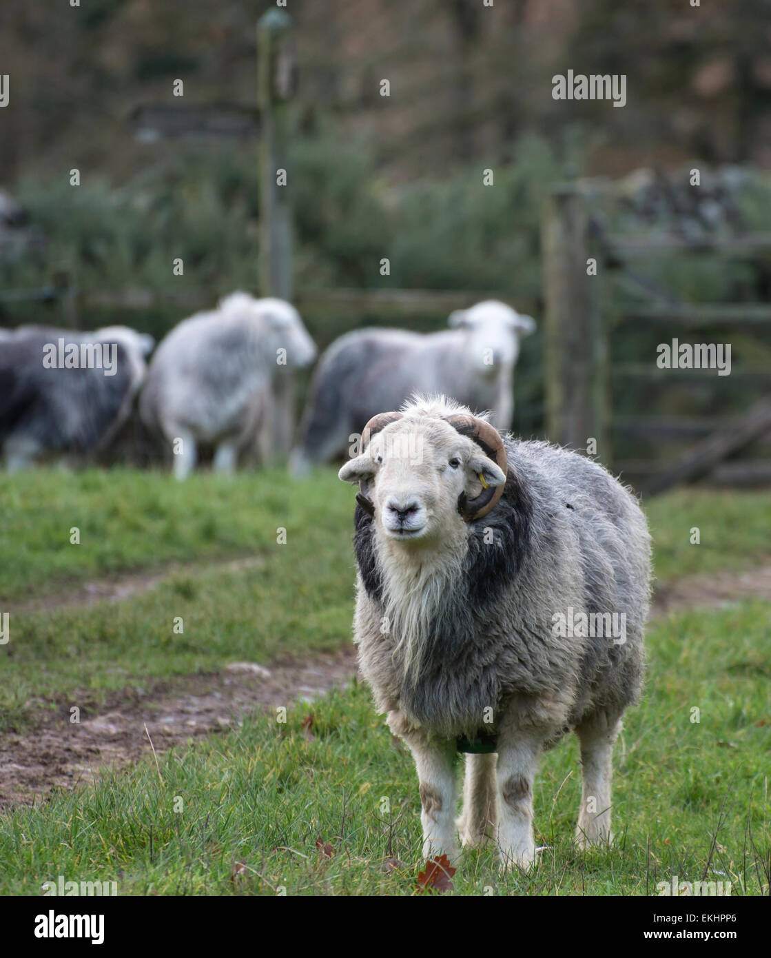 A herdwick ram guarding his harem of ewe in a field in eskdale, in the lake district, England in winter. Stock Photo