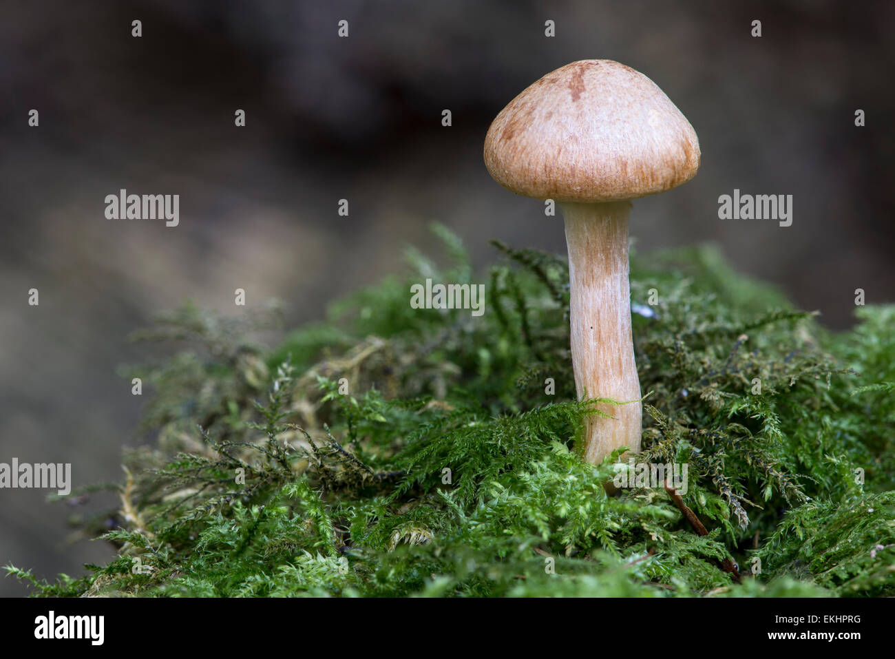 A lone mushroom standing proud in moss on the forest floor in Cumbria, England Stock Photo