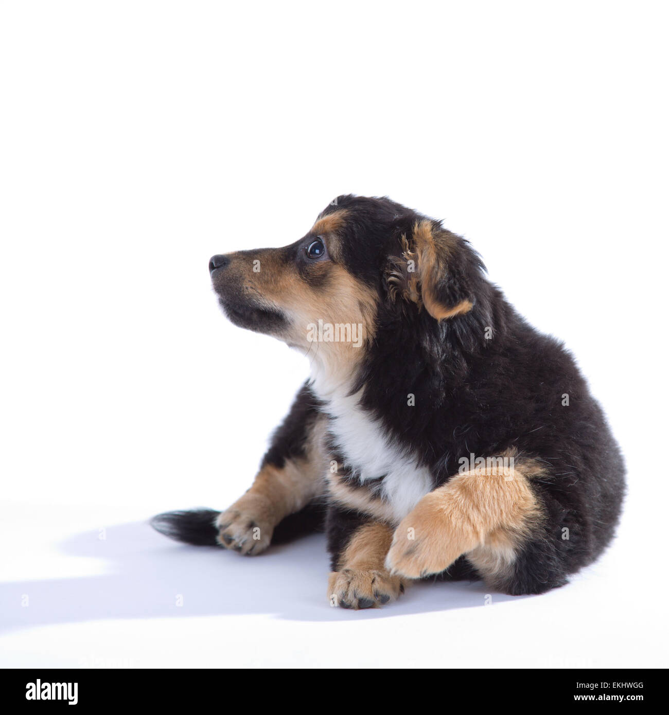 Cute puppy isolated on white background Stock Photo - Alamy