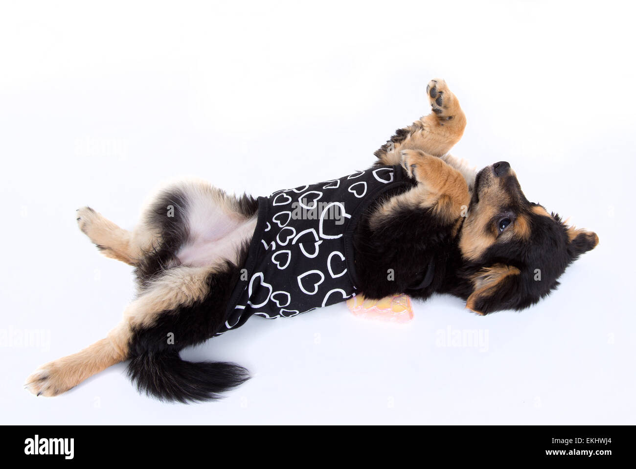 Cute puppy isolated on white background Stock Photo - Alamy