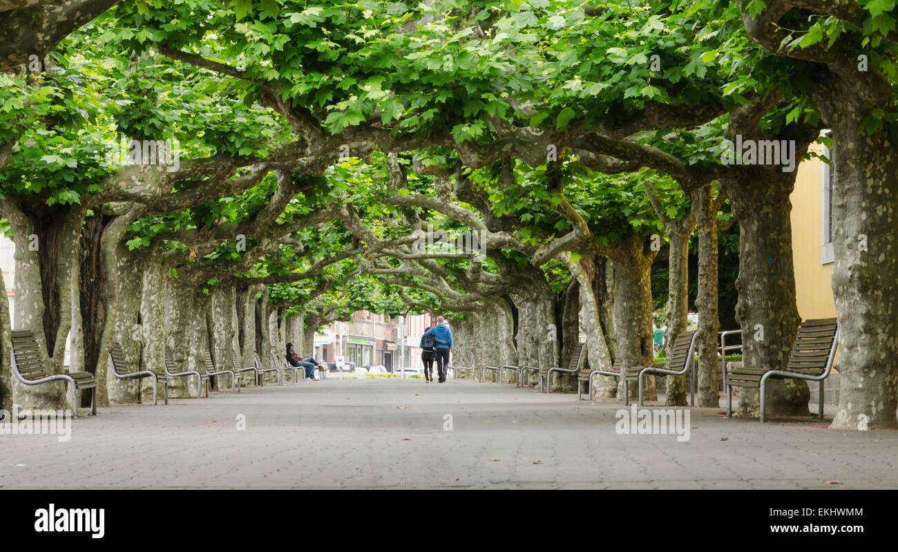 Tree-lined walk in Llanes, province of Asturias, in northern Spain Stock Photo