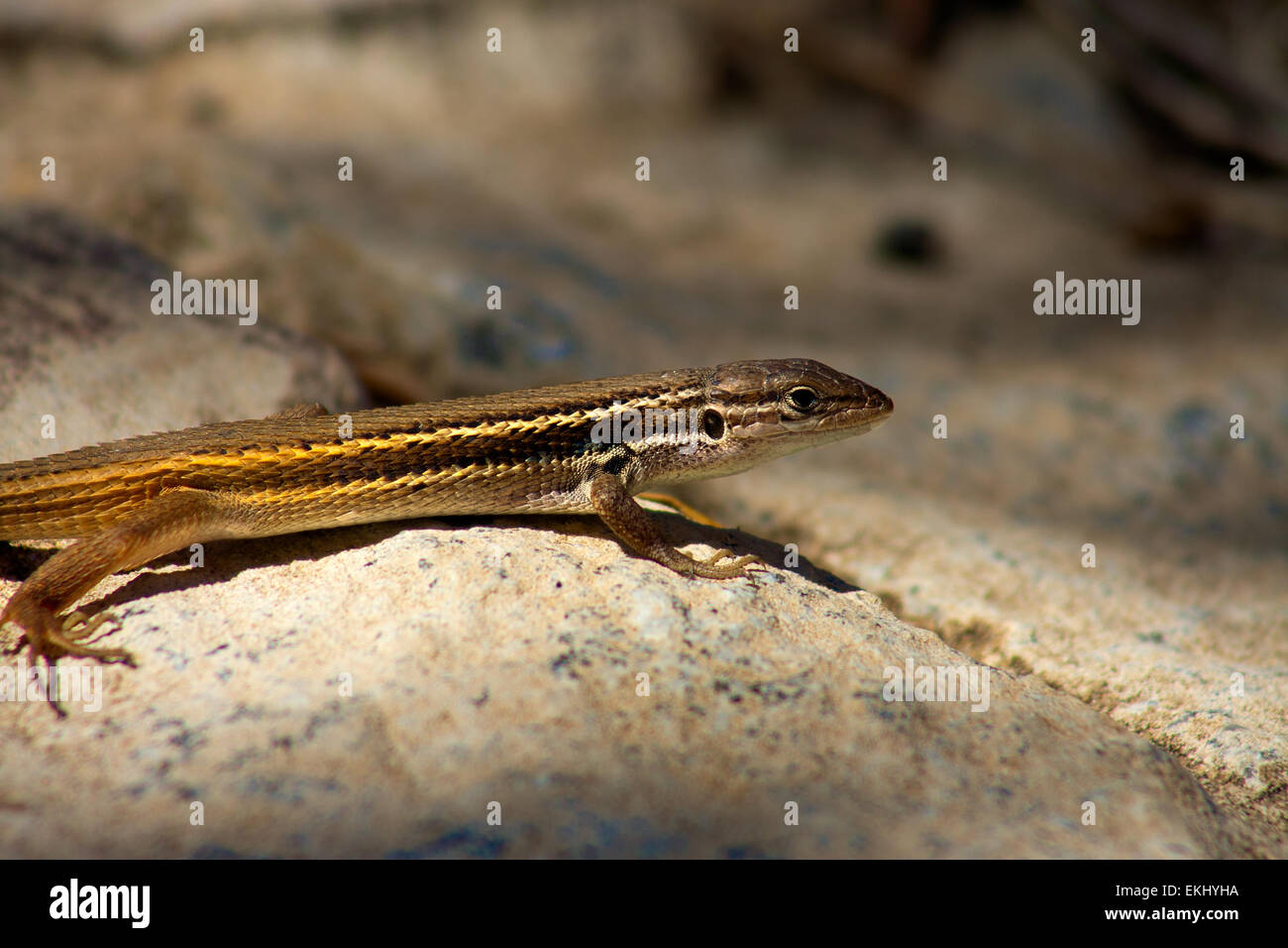 Iberian Wall Lizard or Podarcis hispanica, a small wall lizard species