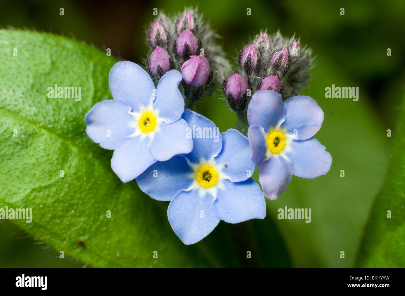 Forget-me-not flowers close up Stock Photo
