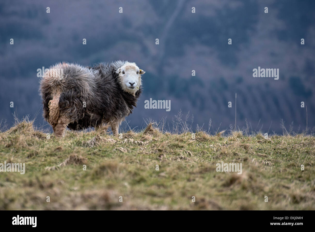 Herdwick sheep grazing on a hill in the lake district, England in winter in front of a larger hill. Stock Photo