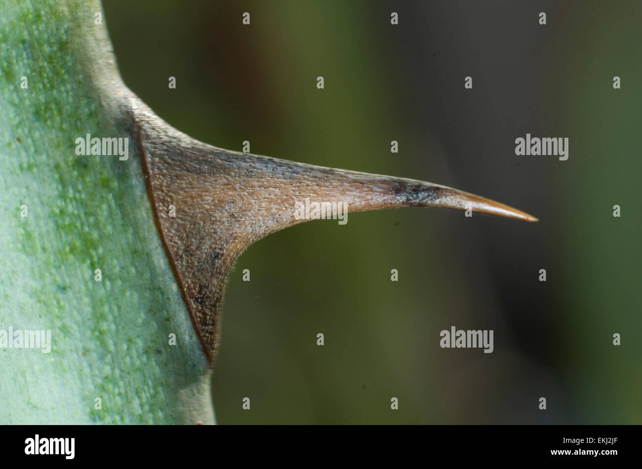 Rose Bush Thorn High Resolution Stock Photography and Images Alamy