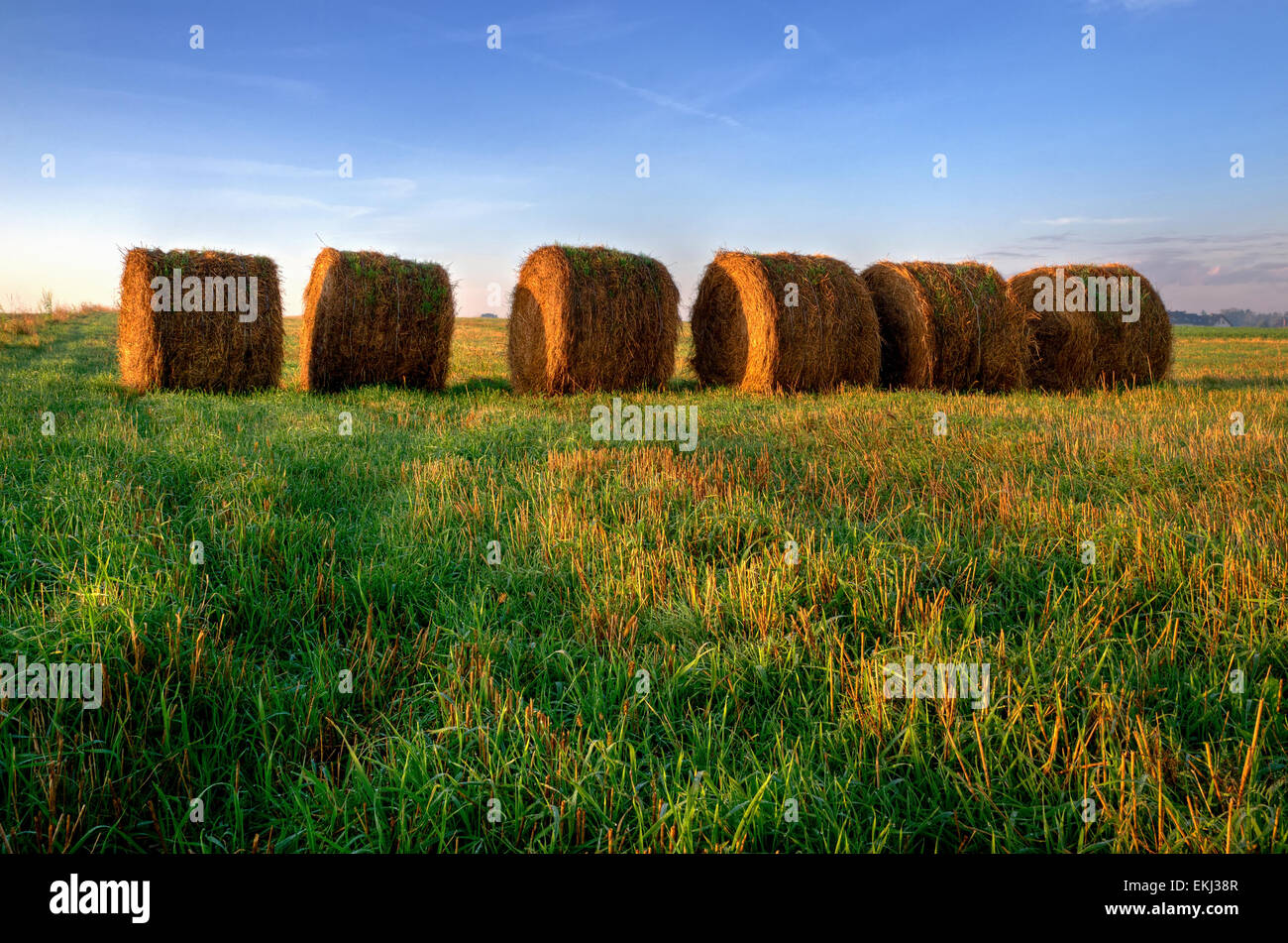 Cereal grass hi-res stock photography and images - Alamy