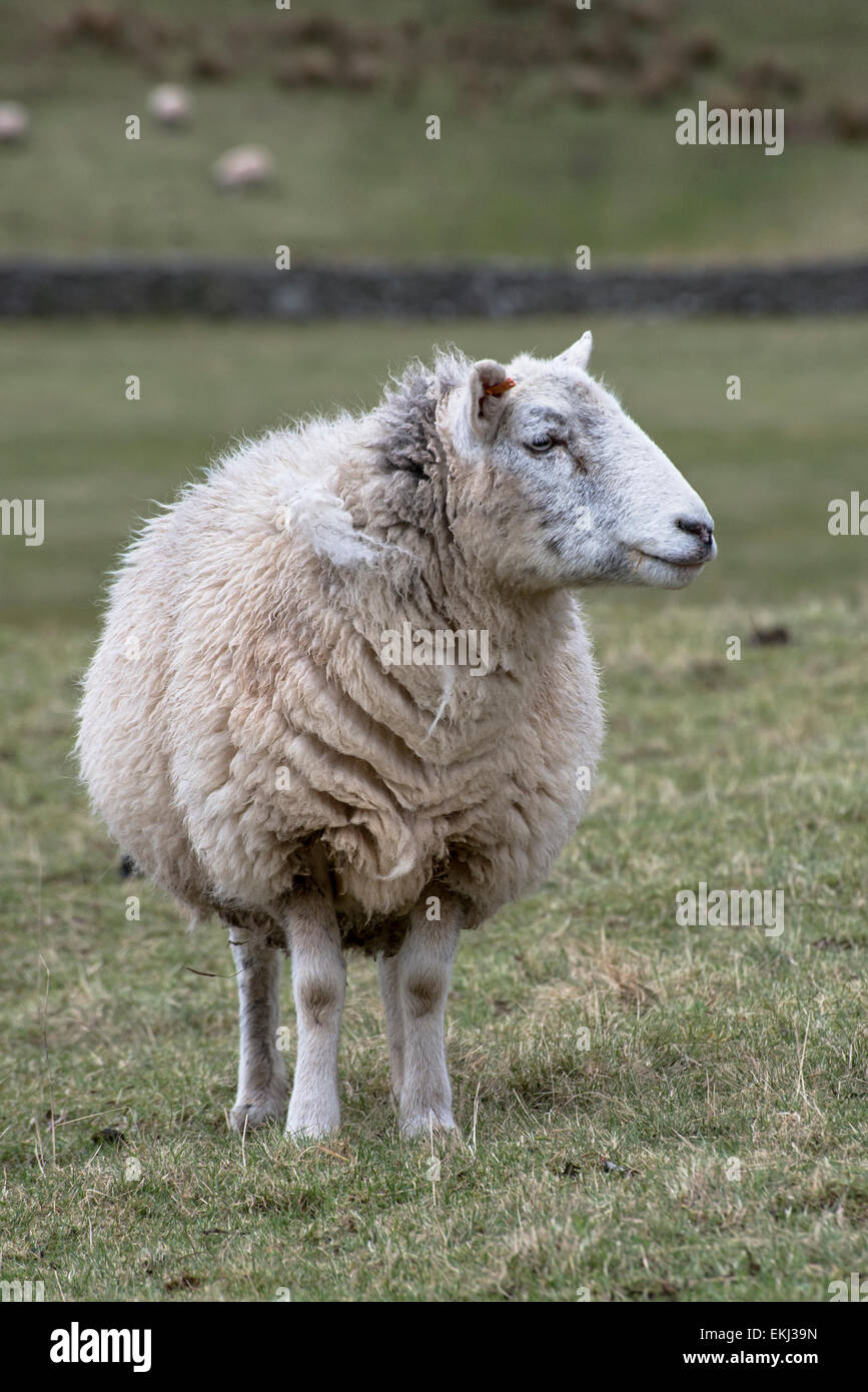 Close-up of a sheep in the lake district in winter Stock Photo