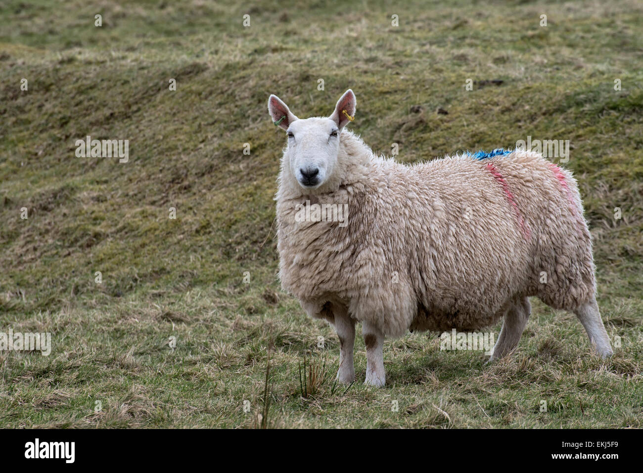 Sheep in the lake district in winter. The sheep is looking towards the camera Stock Photo