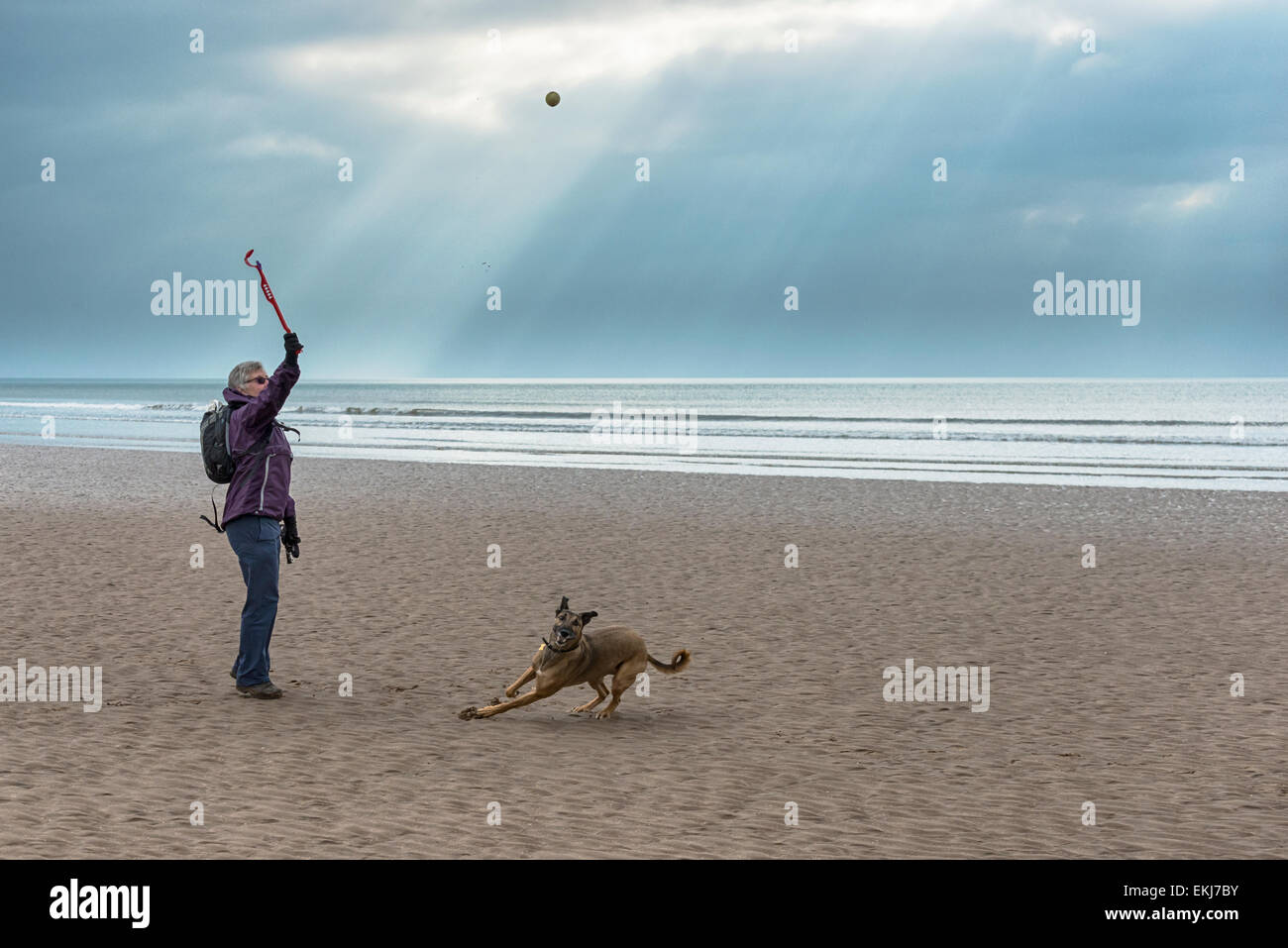 A woman launching a ball for her dog on Drigg beach, Cumbria, England. Sunlight pierce the cloudy sky like to lit the scene Stock Photo