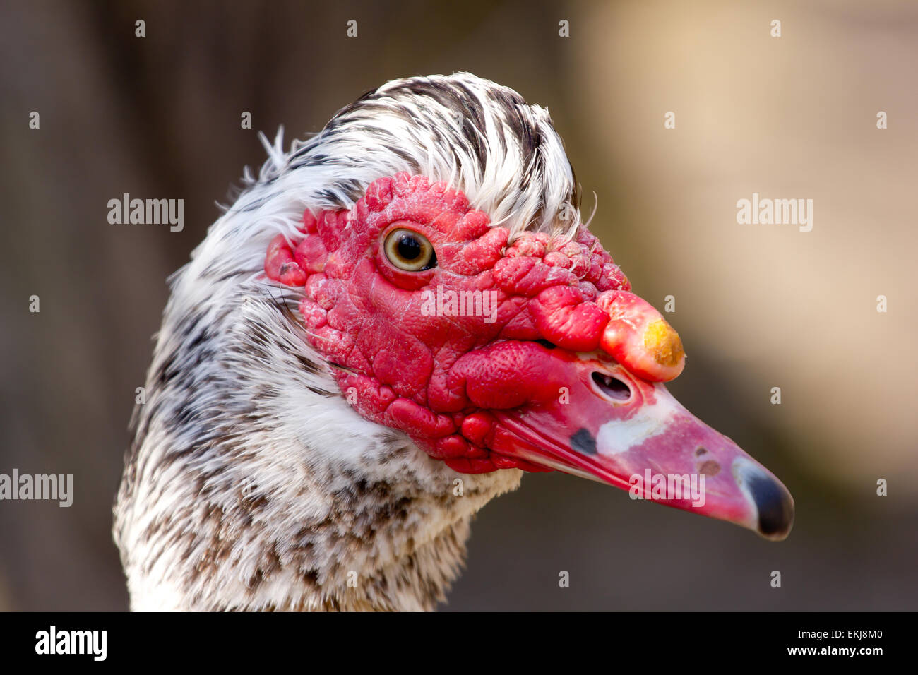 Portrait of muscovy duck Stock Photo