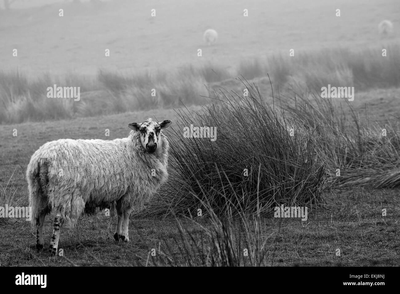 Black & White shot of one sheep in the mist on Dent fell, Cumbria, England. Alert facing the camera. Stock Photo