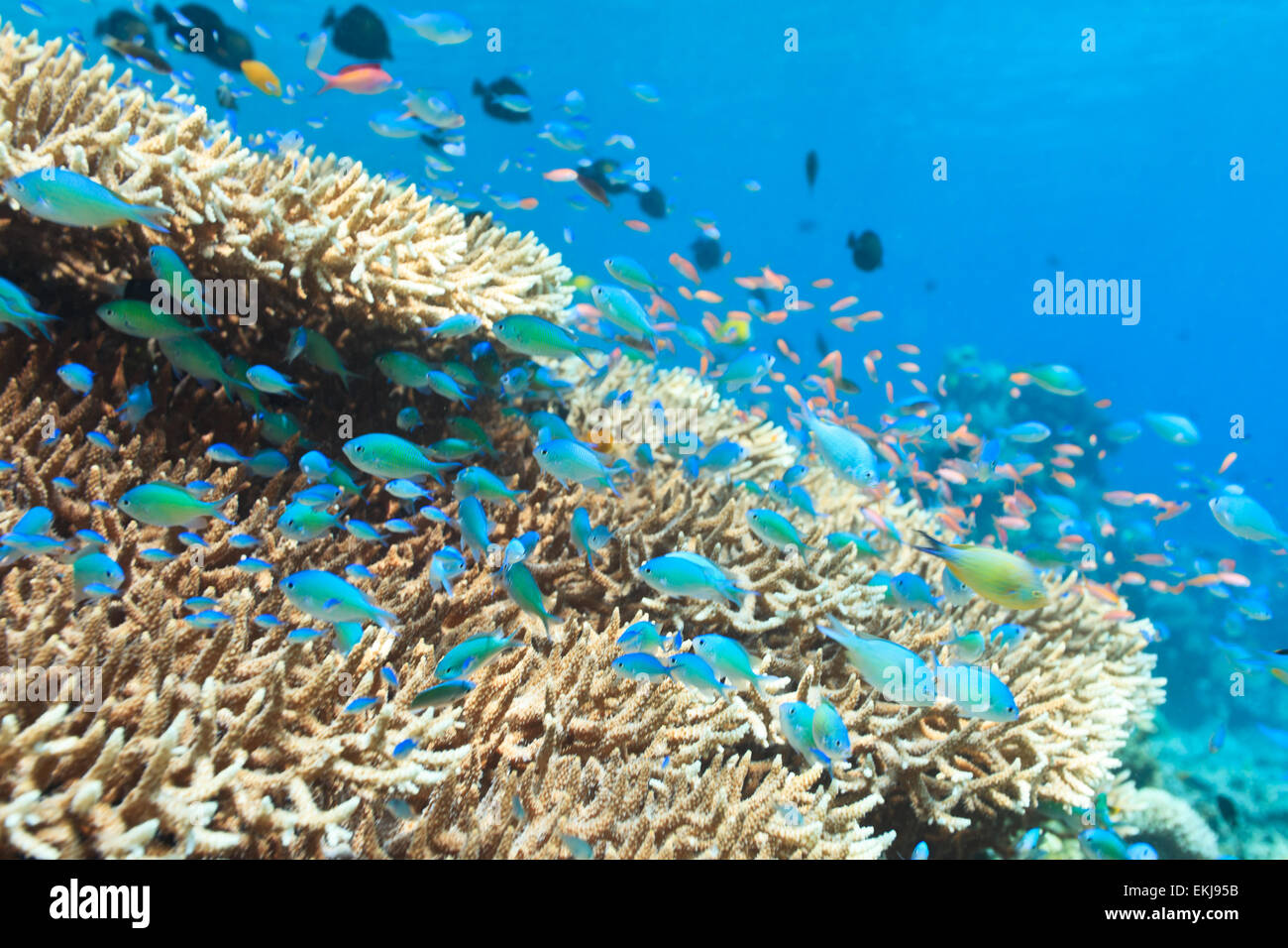 Beautiful view of the coral reef with fishes Stock Photo