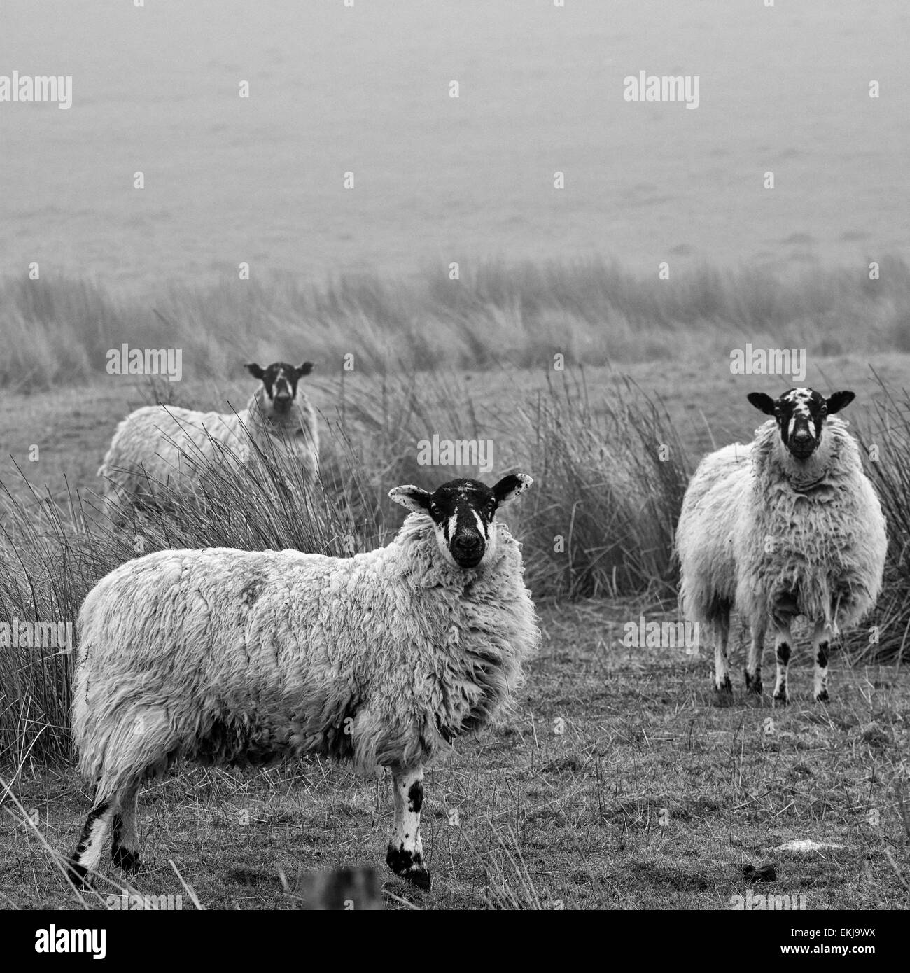 Black & White shot of 3 sheep in the mist on Dent fell, Cumbria, England. All alert facing the camera. Stock Photo