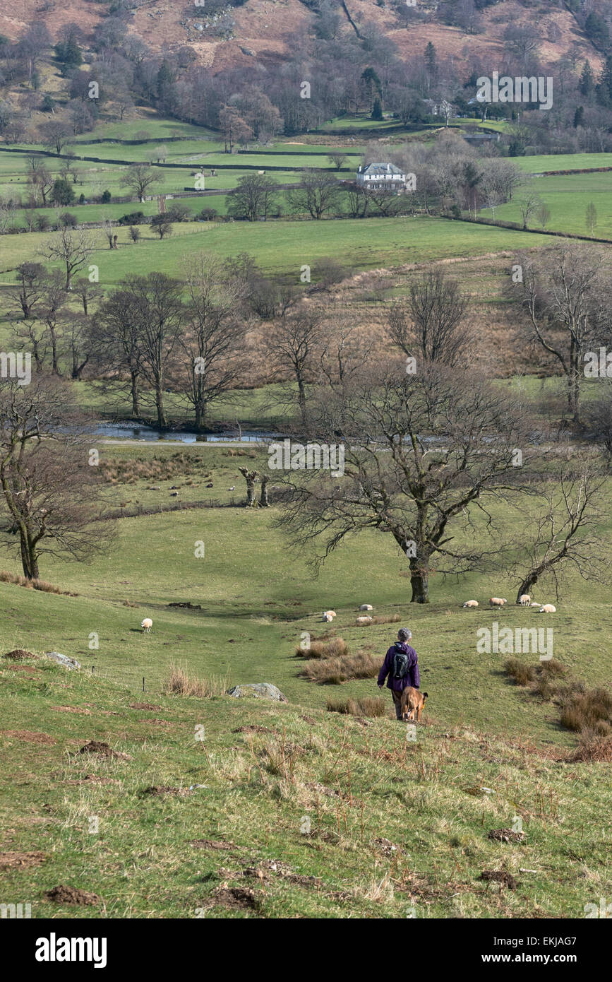 A female walker with dog walking down a hill in Borrowdale. The river and the valley are in front of her. Stock Photo