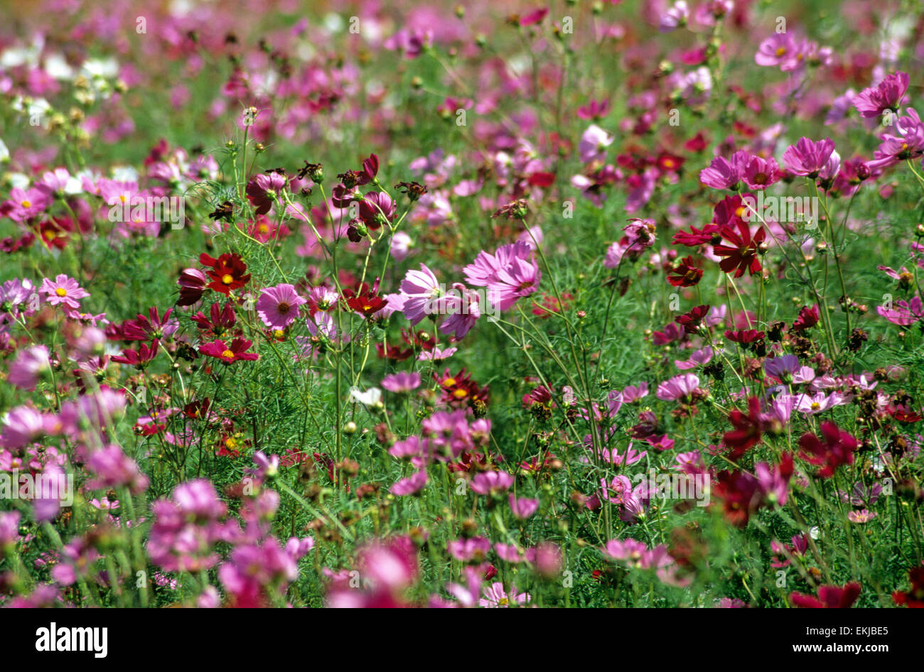 Wildseed Famous Market Center is one of the nations largest working wildflower farms, Fredericksburg, Texas, USA. Stock Photo
