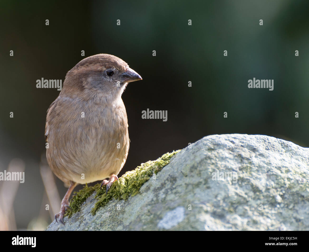 A female chaffinch on a stone wall lit by the low afternoon sun in Borrowdale, England Stock Photo