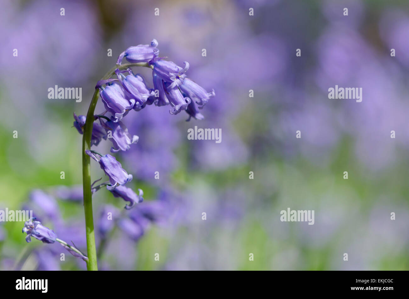 A portrait of a bluebell flower in spring Stock Photo