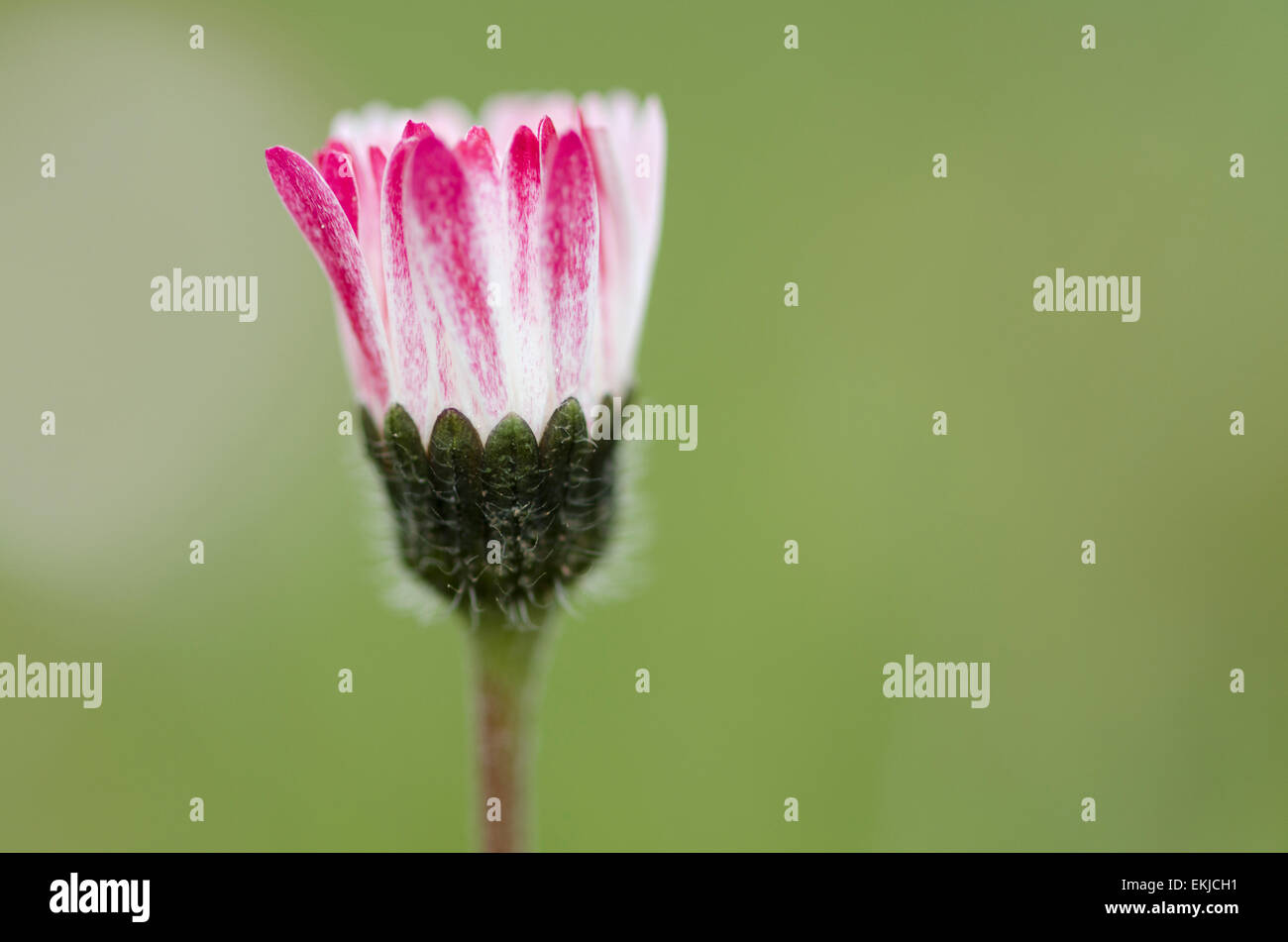 Portrait of a closed daisy in a meadow, in spring Stock Photo