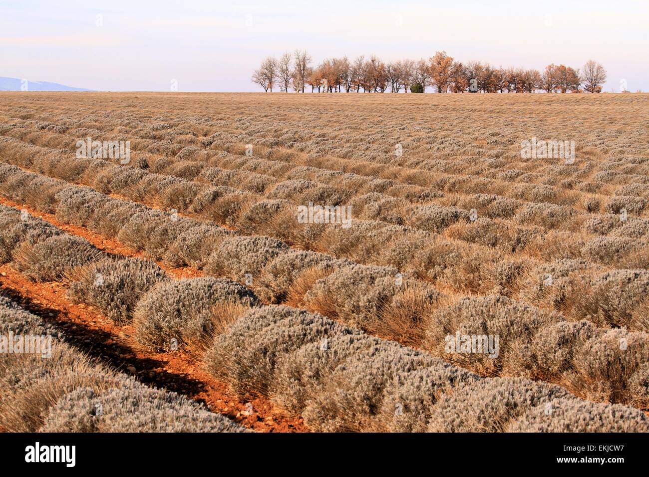 Lavender fields in winter in Provence, Valensole, France Stock Photo - Alamy