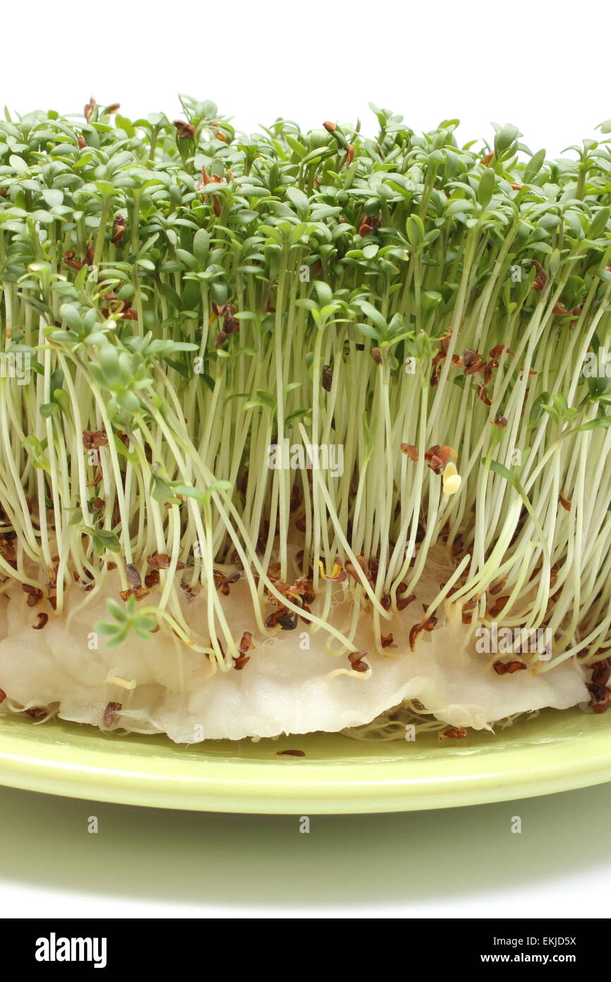 Water cress hi-res stock photography and images - Alamy