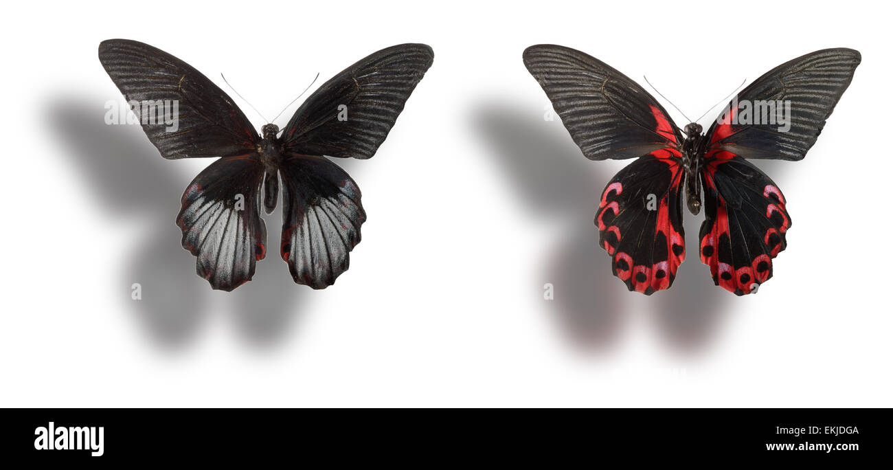 Butterfly isolated on white Stock Photo - Alamy