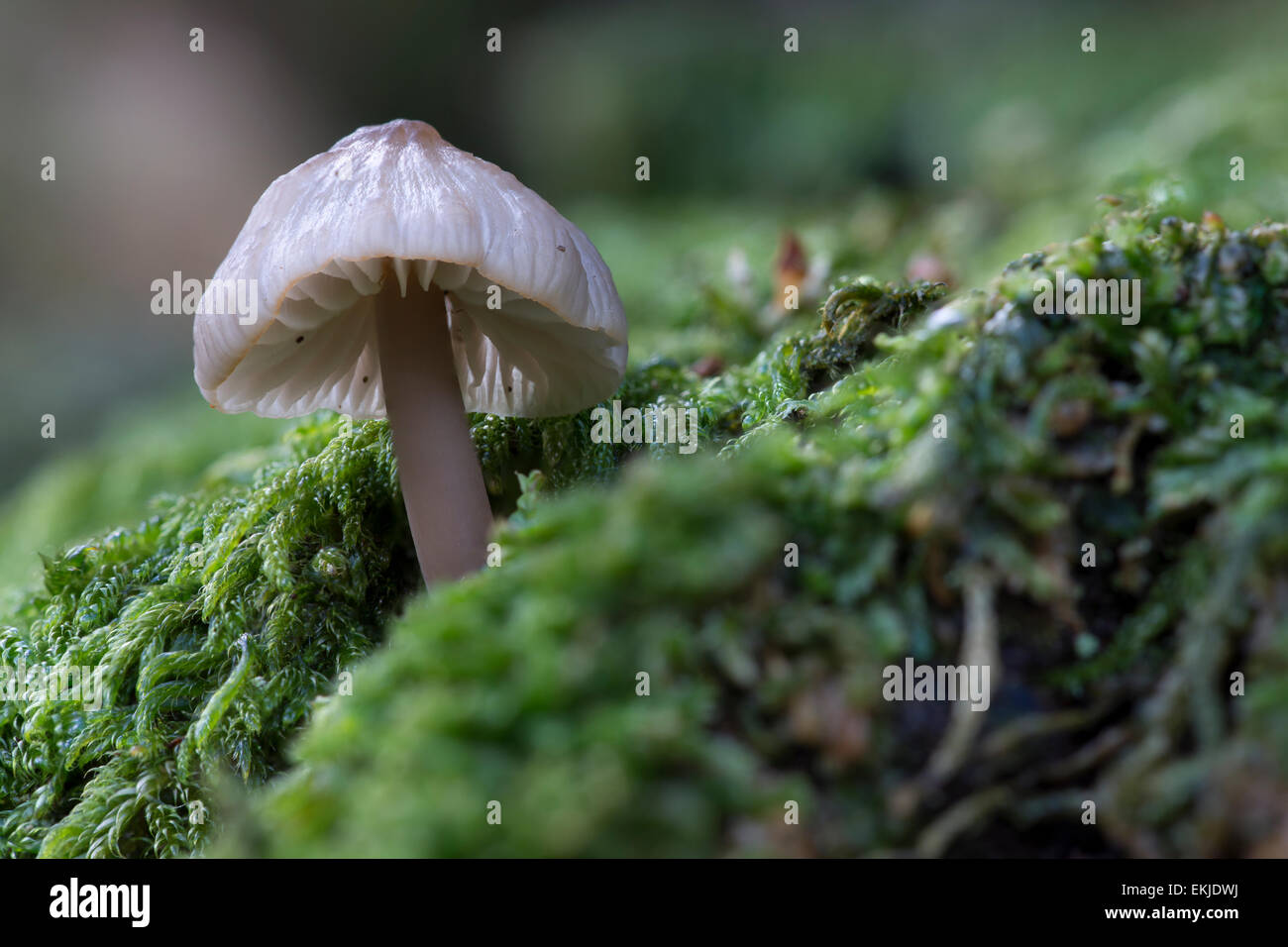 A lone, small pale delicate mushroom on the floor of a Cumbrian forest on a bed of moss and clover. Stock Photo
