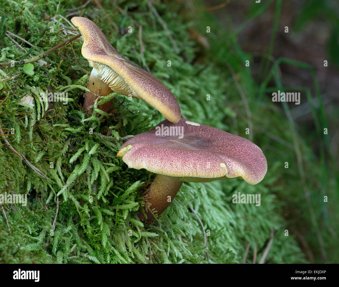 Two 'Plum and custard' mushrooms in autumn in a conifer forest in Eskdale, Cumbria, UK. Detailed 'focus stack' macro shot Stock Photo