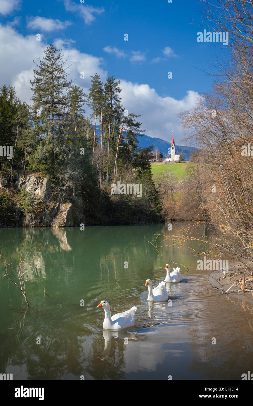 Ducks swimming on the Rienza river in Val Pusteria, Brunico (Bz), South Tyrol, Trentino Alto Adige, Norther Italy Stock Photo