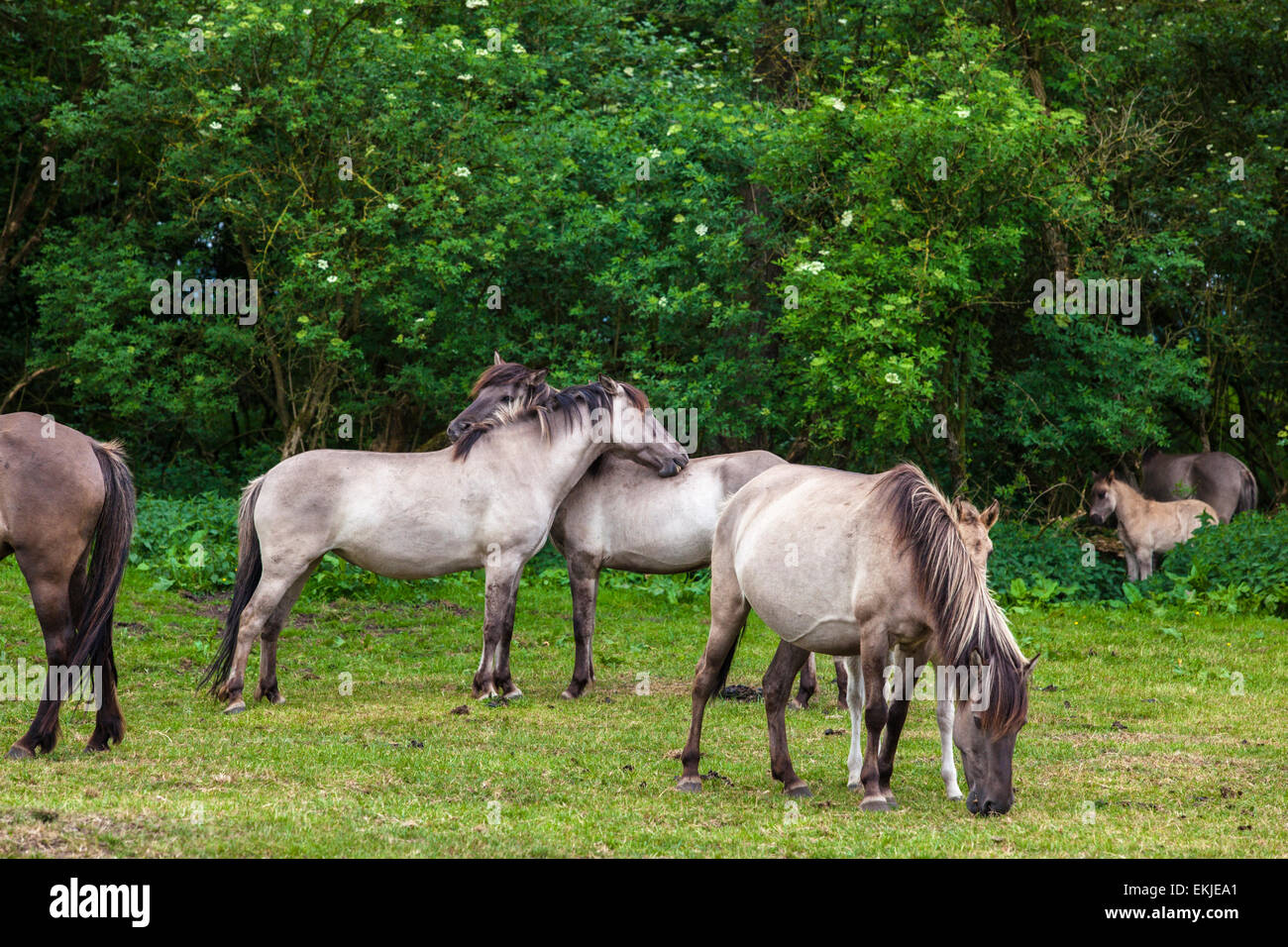 Wild horses on a meadow, Germany Stock Photo