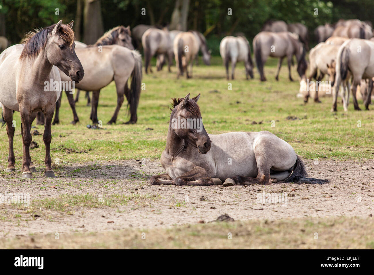 Wild horses on a meadow, Germany Stock Photo