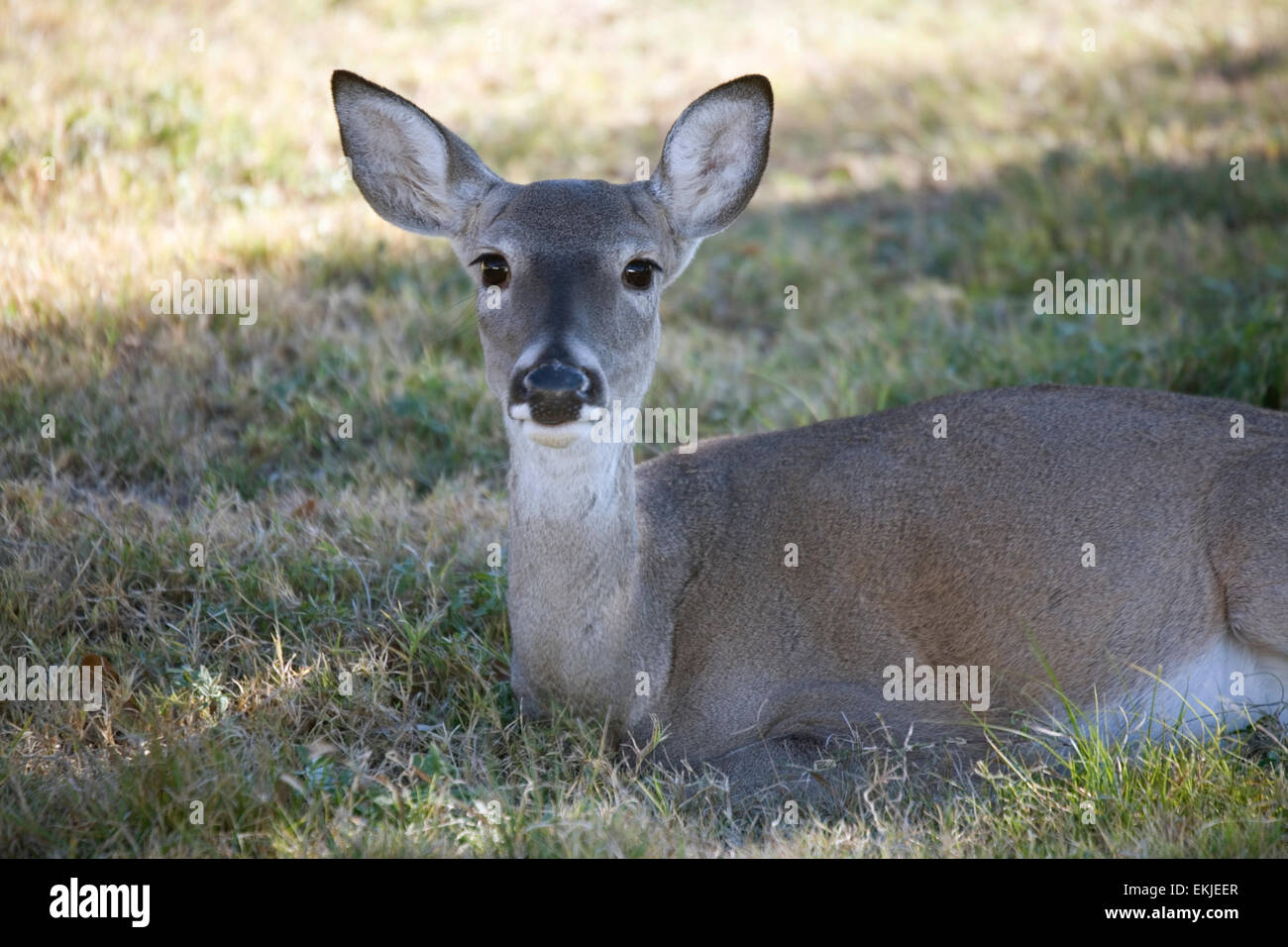 Nature is quite close at hand at Thousand Trails Medina Lake Preserve in the scenic Texas Hill Country, Lakehills, Texas, USA Stock Photo