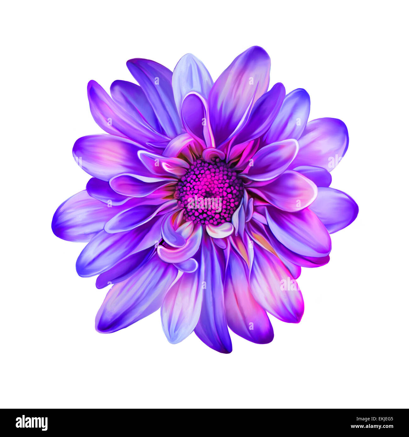 Mona Lisa flower, Spring flower.Isolated on white Stock Photo Alamy