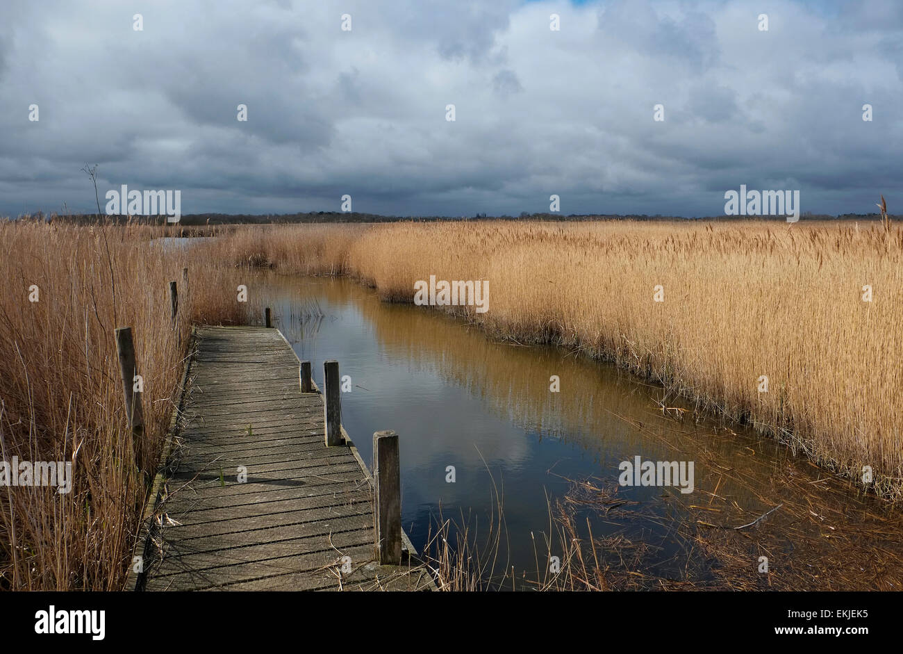 reedbeds at hickling broad nature reserve, norfolk, england Stock Photo
