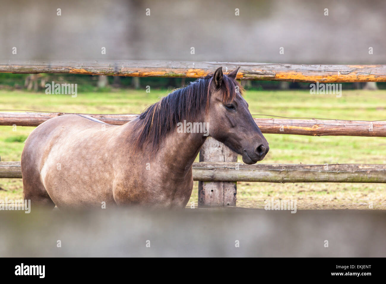 Wild horses on a meadow, Germany Stock Photo