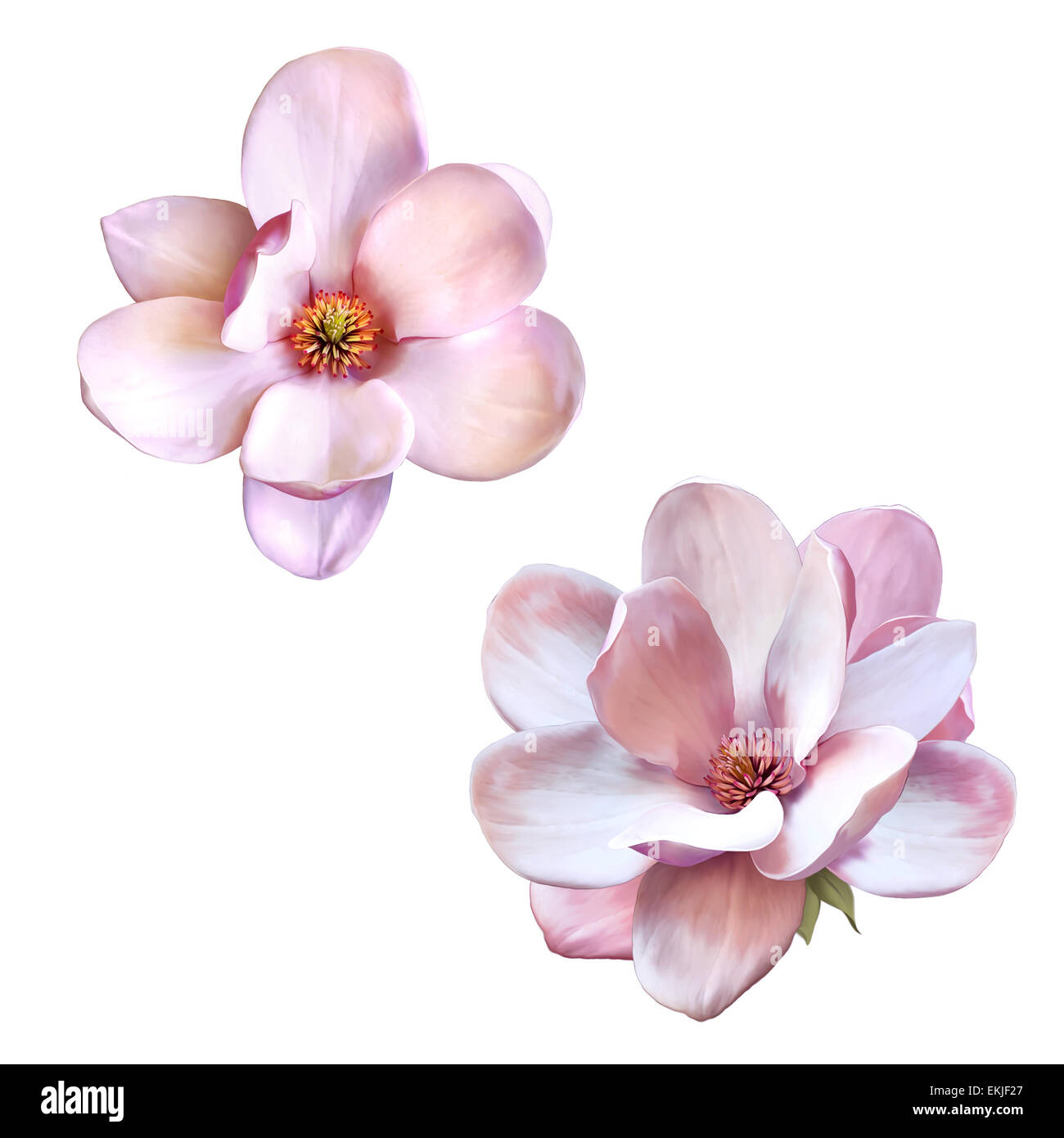 Illustration of magnolia flower isolated on white Stock Photo - Alamy