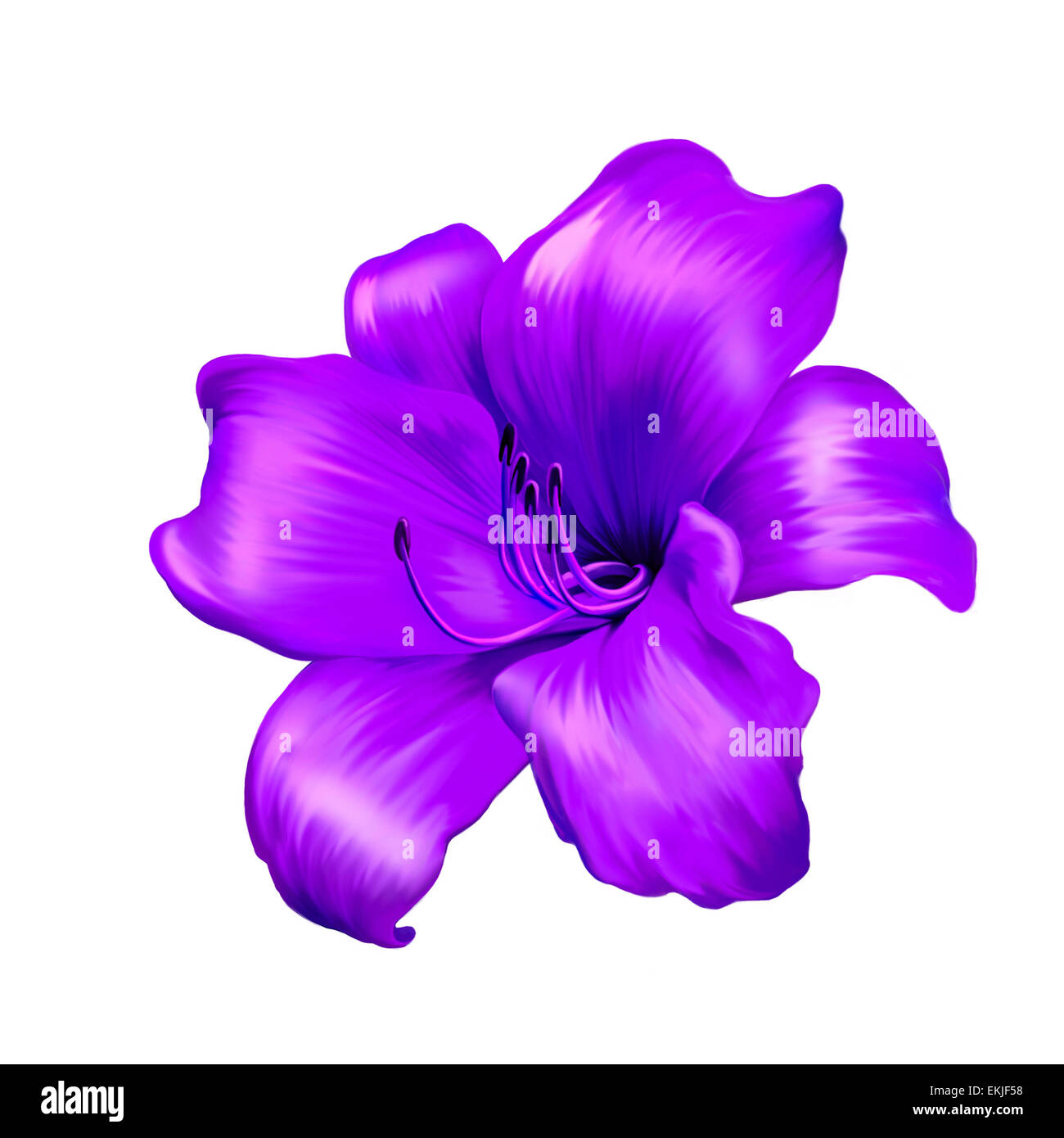 illustration of purple lily flower isolated on white background Stock ...