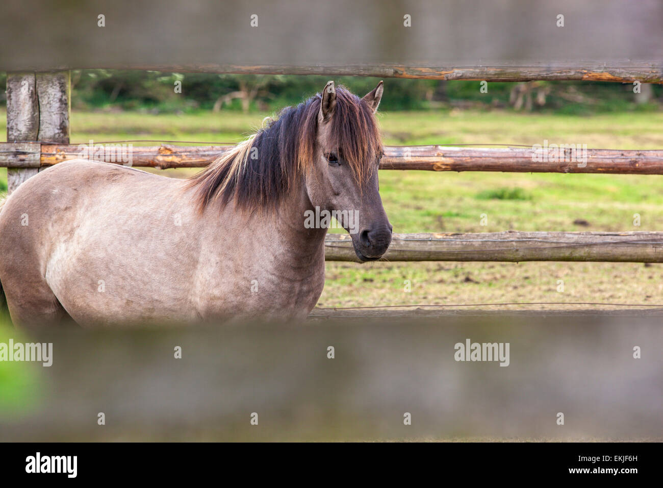 Wild horses on a meadow, Germany Stock Photo